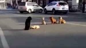 En gruppe hjemløse hunde stopper trafikken på gaden, så ser førerne hvorfor.